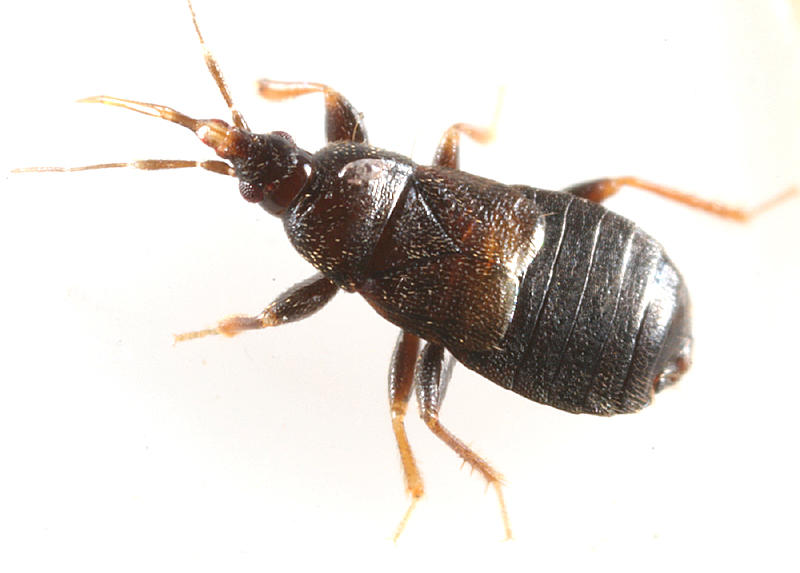 Xylocoris cursitans