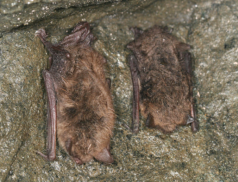 Little Brown Bat - Myotis lucifugus