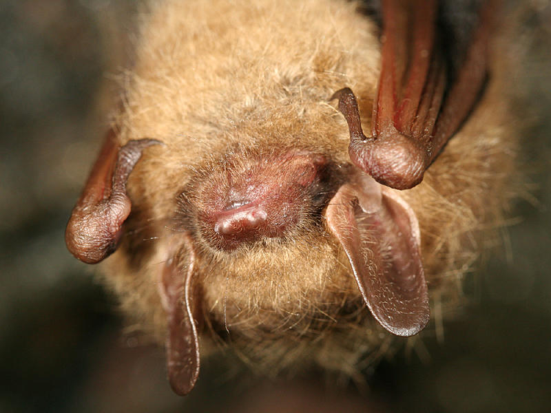 Northern Long-eared Bat - Myotis septentrionalis