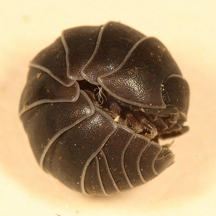  Pill Bug - Armadillidiidae - Armadillidium vulgare