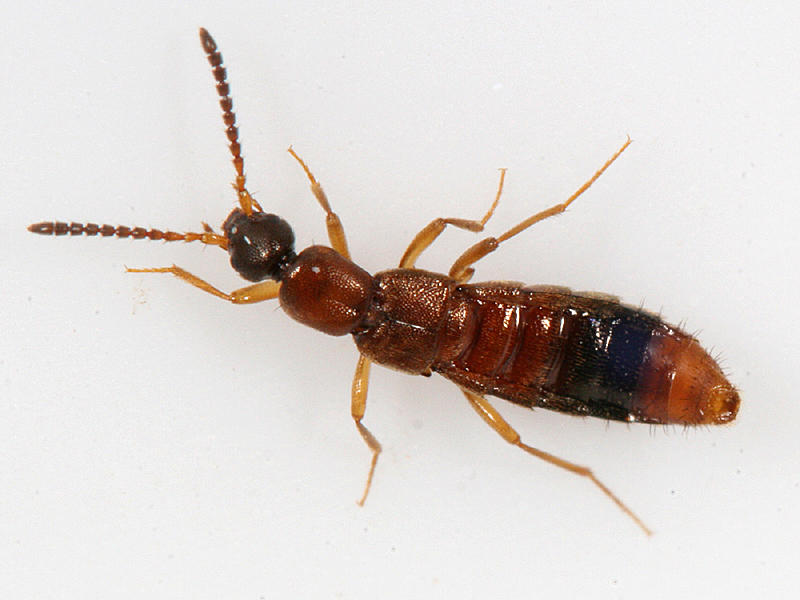 Drusilla canaliculata