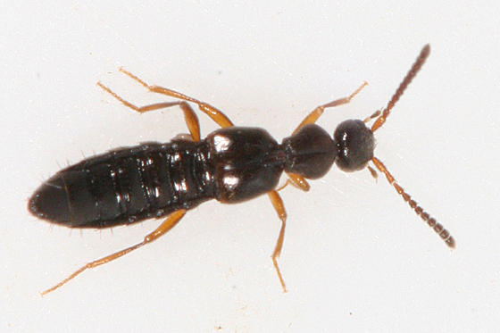 Falagria sulcata