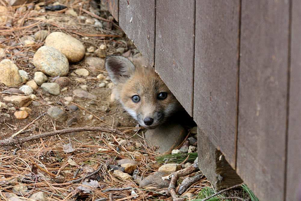 Red Fox - Vulpes vulpes