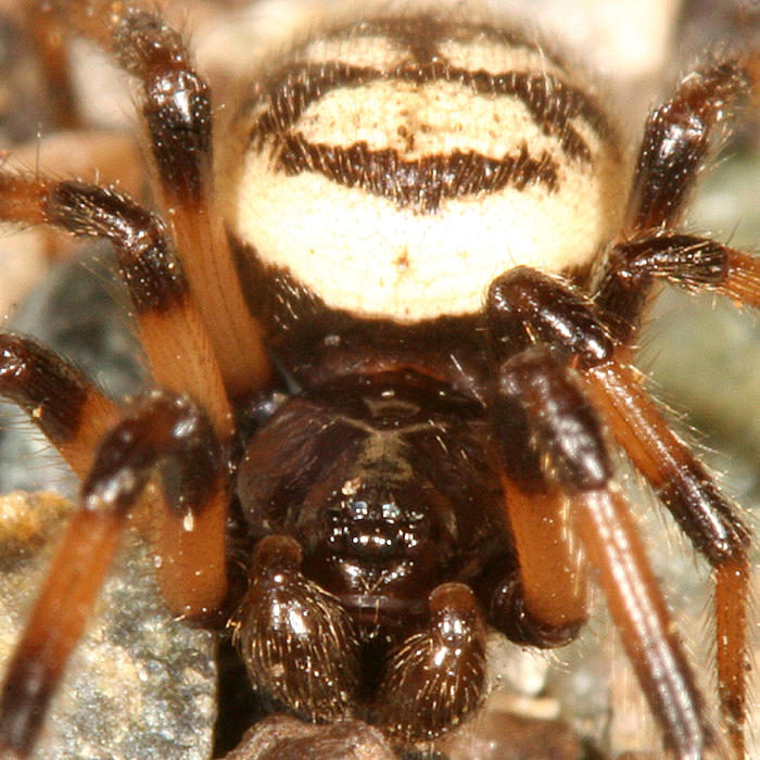 Steatoda albomaculata