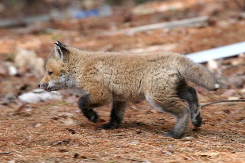 Red Fox - Vulpes vulpes
