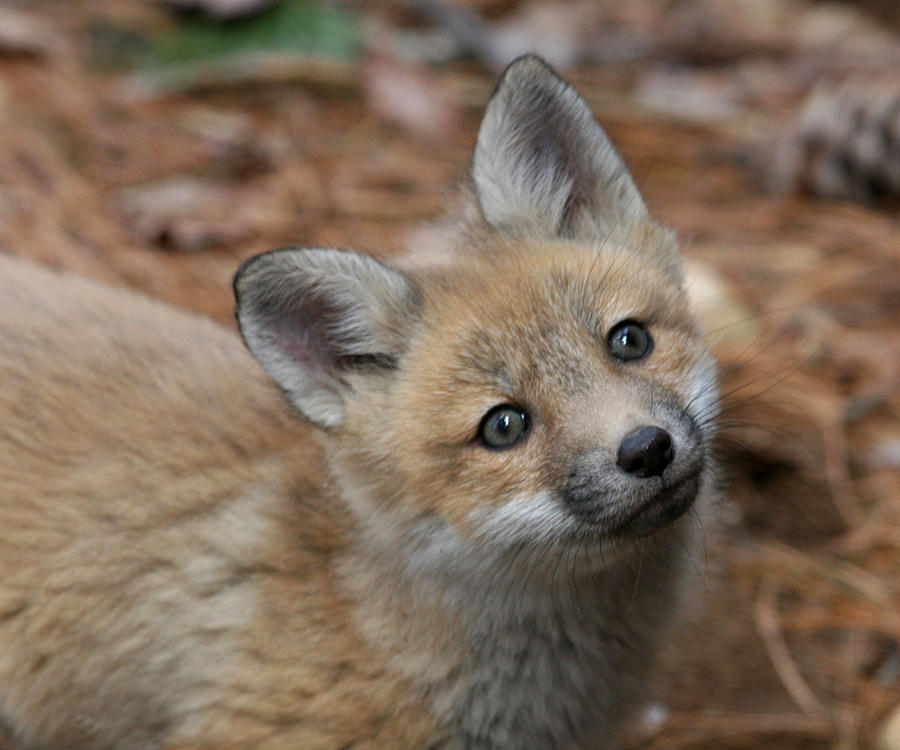 Red Fox - Vulpes vulpes