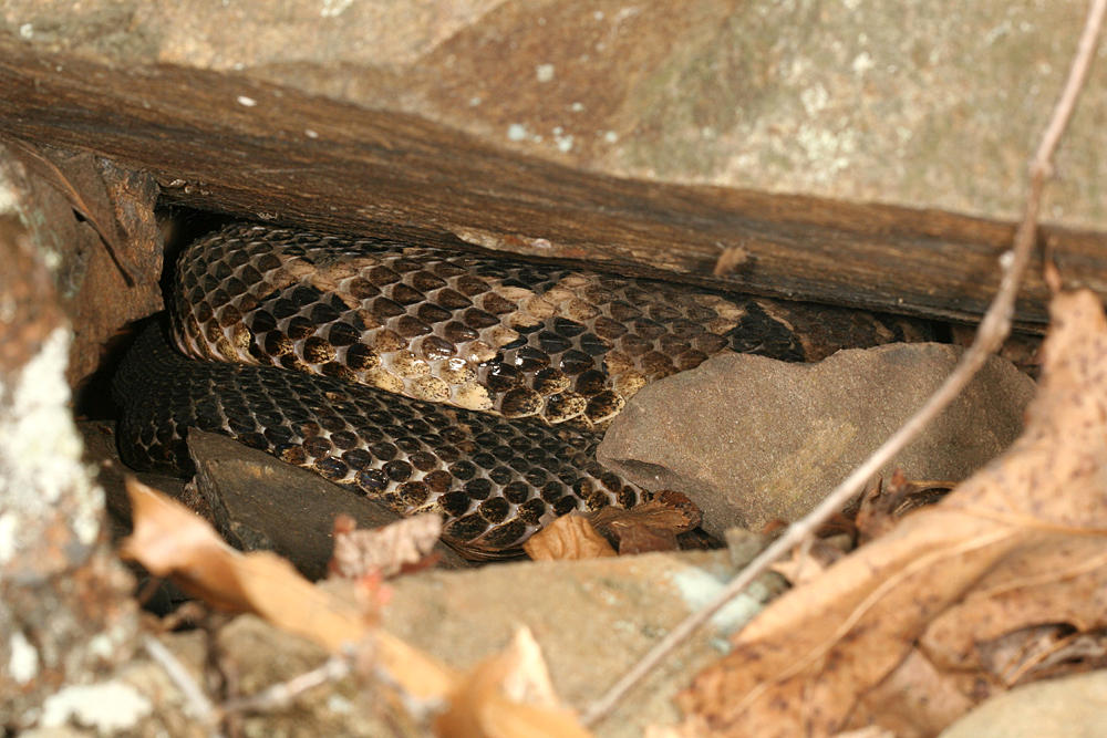 Timber Rattlesnake - Crotalus horridus