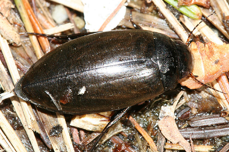 Colymbetes longulus