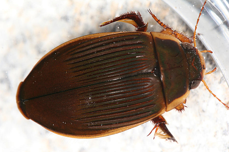 Understriped Diving Beetle (female) - Dytiscus fasciventris