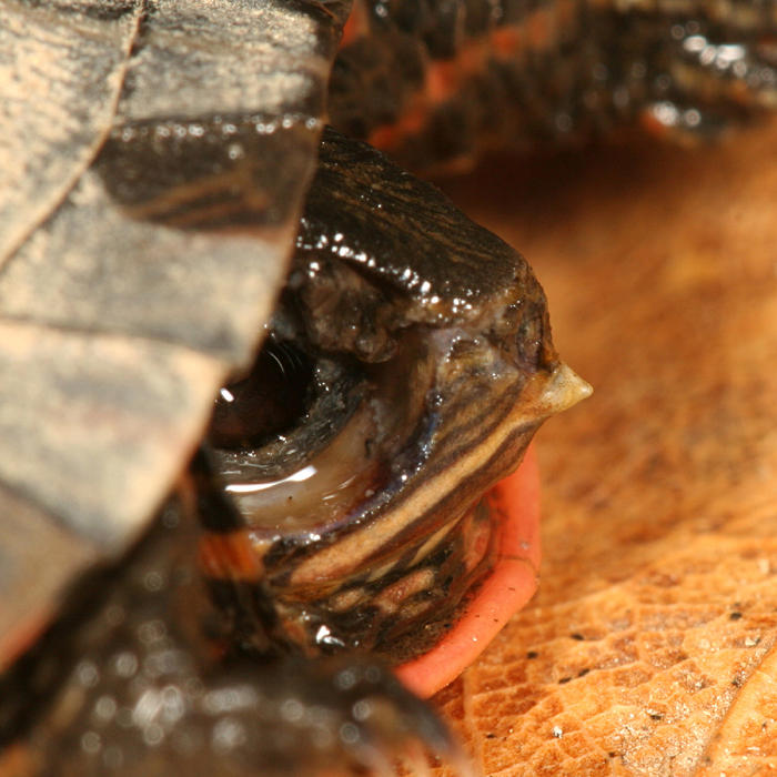 Painted Turtle - Chrysemys picta (Side view of the egg tooth)