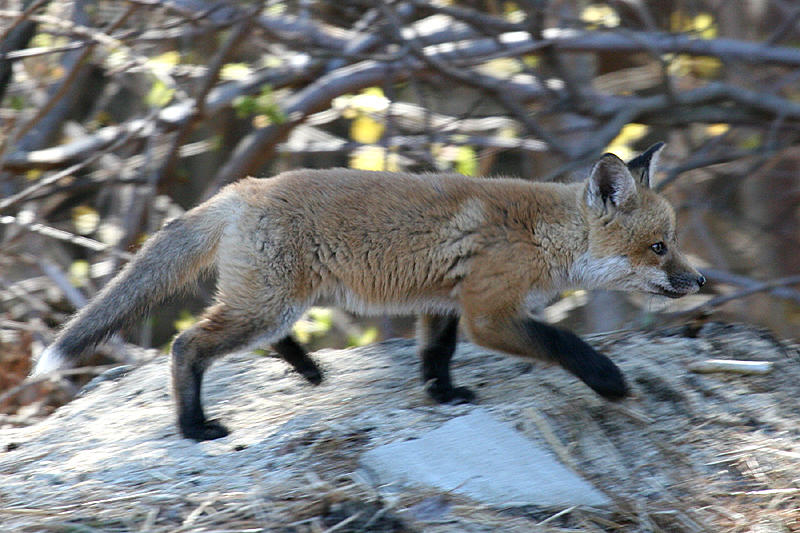 Red Fox - Vulpes vulpes