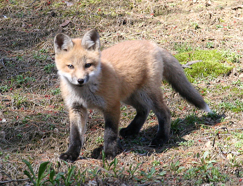 Red Fox - Vulpes vulpes