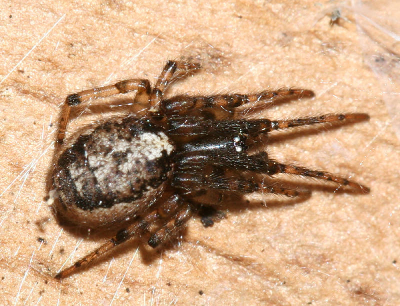 Zygiella nearctica