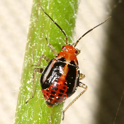 Four-lined Plant Bug nymph - Poecilocapsus lineatus