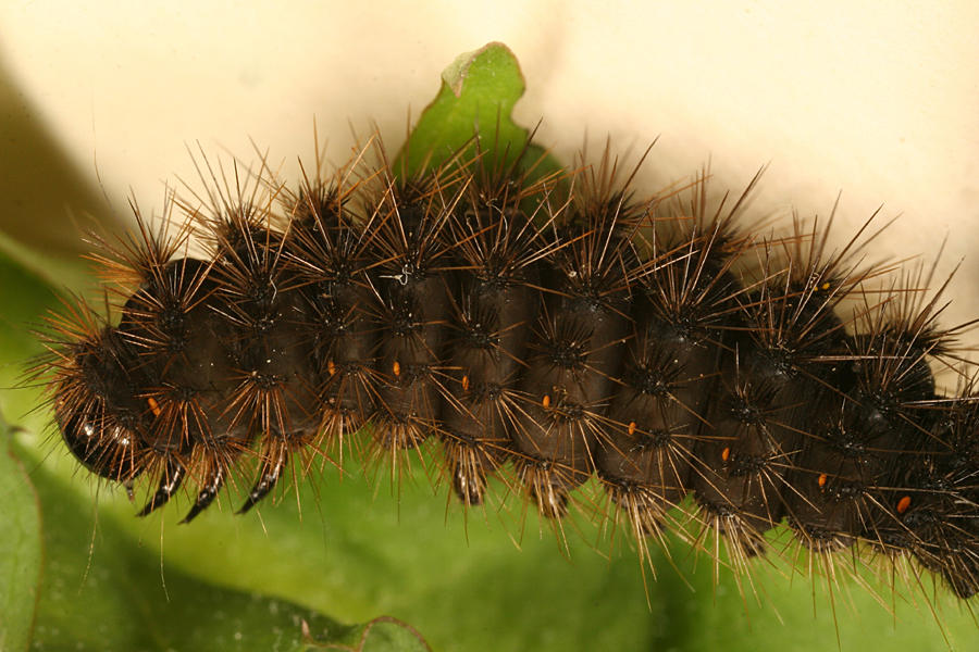 8188 - Figured Tiger Moth - Grammia figurata