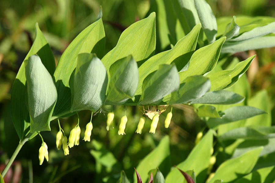 Hairy Solomons Seal - Polygonatum pubescens