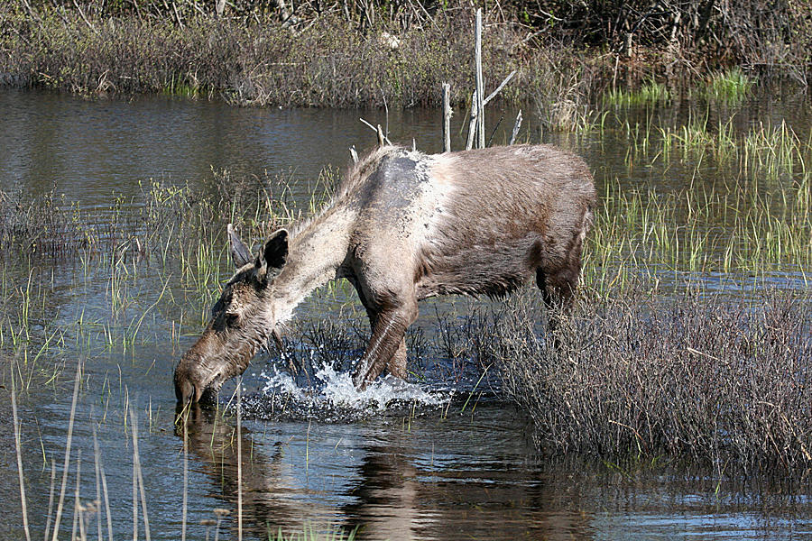 Moose - Alces alces