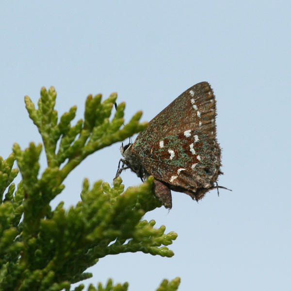 Hessels Hairstreak - Callophrys hesseli