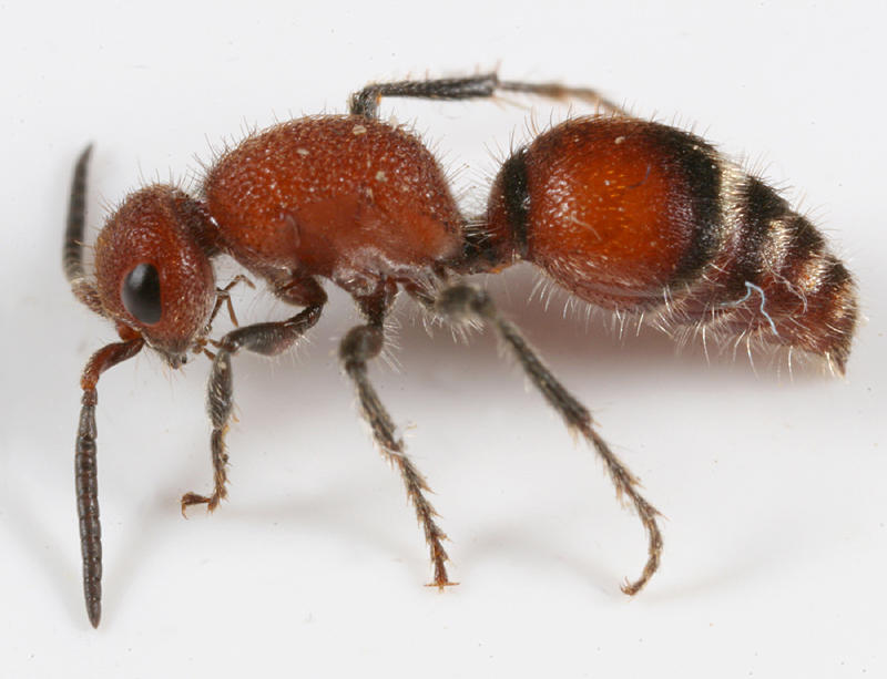Timulla ocellaria species-group
