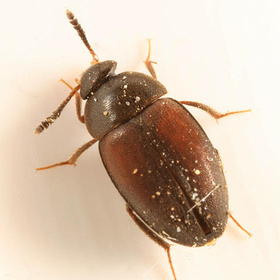 Catops simplex