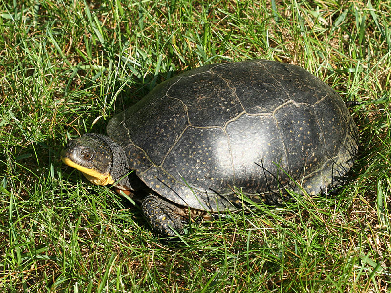 Blandings Turtle - Emydoidea blandingi