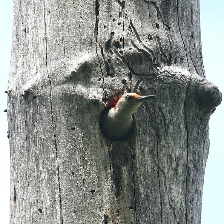 Red-bellied Woodpecker - Melanerpes carolinus