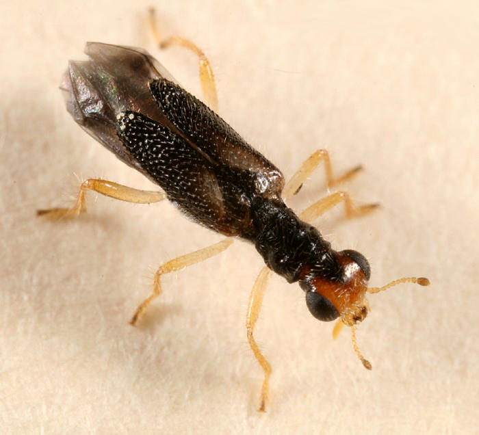 Phyllobaenus verticalis