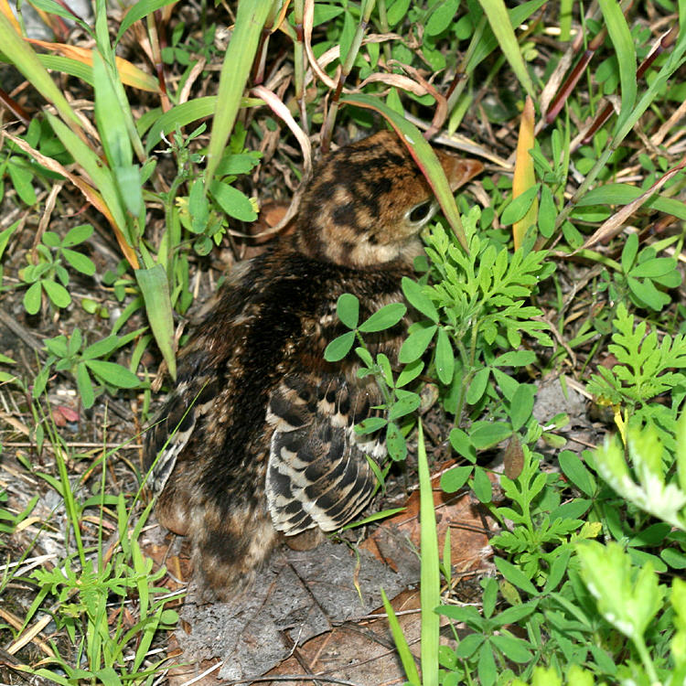 Wild Turkey - Meleagris gallopavo