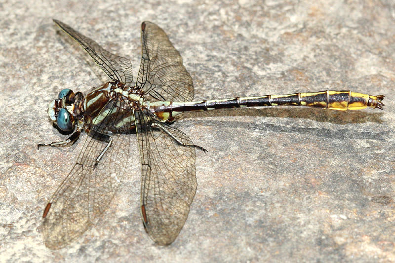 Lancet Clubtail - Gomphus exilis (male)