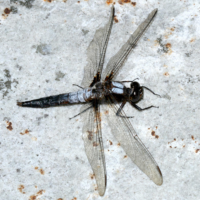 Chalk-fronted Corporal - Ladona julia (male)