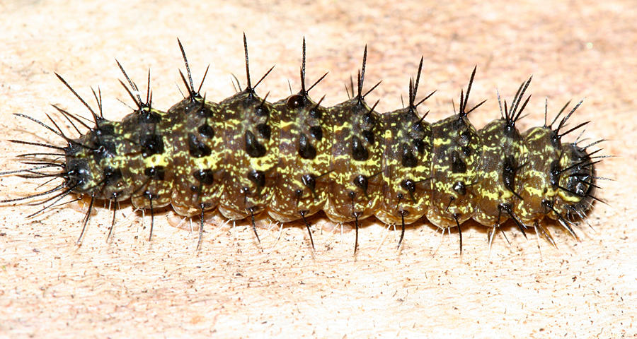 8090 - Painted Lichen Moth caterpillar - Hypoprepia fucosa