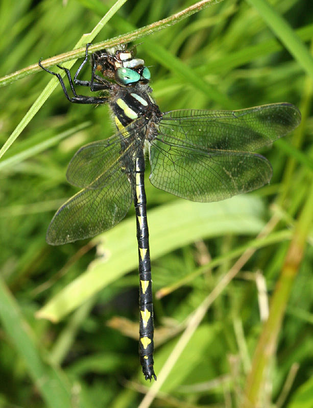 Delta-Spotted Spiketail - Cordulegaster diastatops (male)