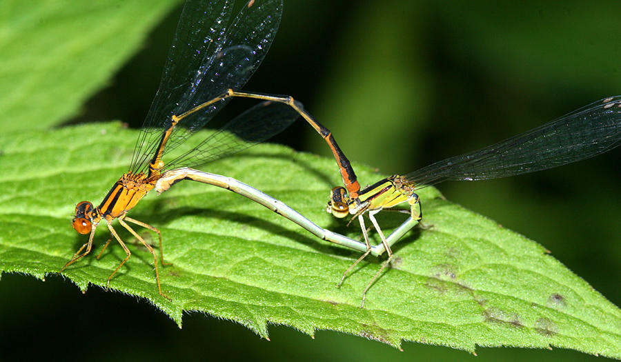 Orange Bluets - Enallagma signatum