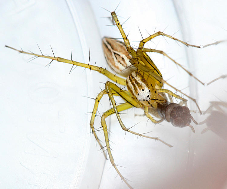 Striped Lynx - Oxyopes salticus
