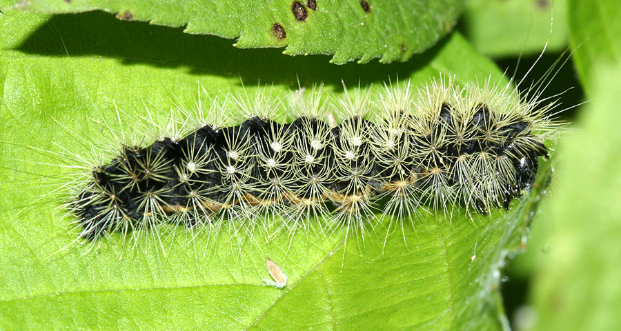 9261 - Impressed Dagger - Acronicta impressa