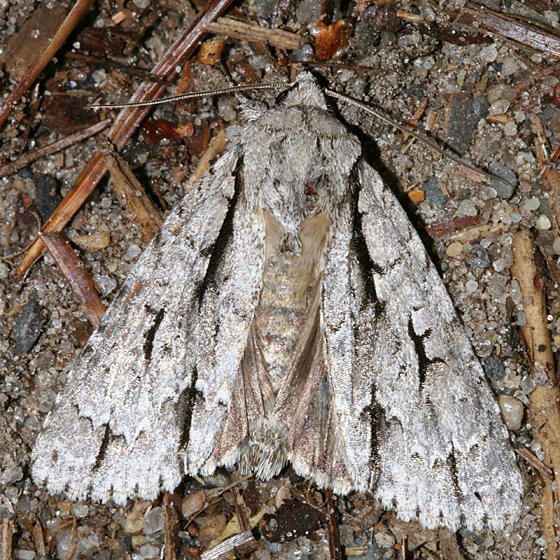 9238 - Lobelia Dagger Moth - Acronicta lobeliae