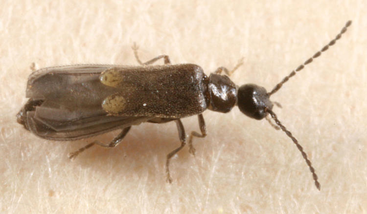 Malthodes sp.