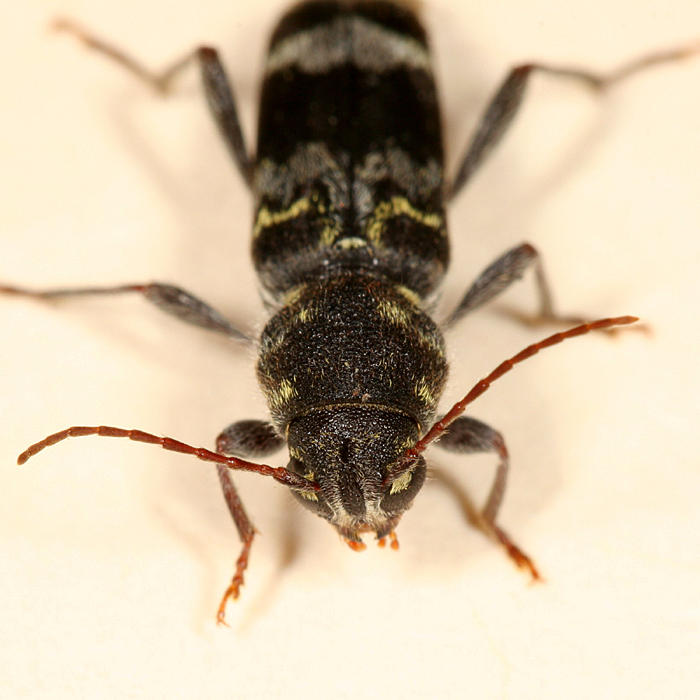 Rustic Borer - Xylotrechus colonus