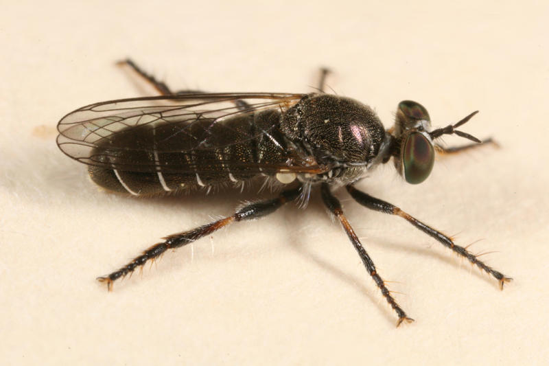 Atomosia puella