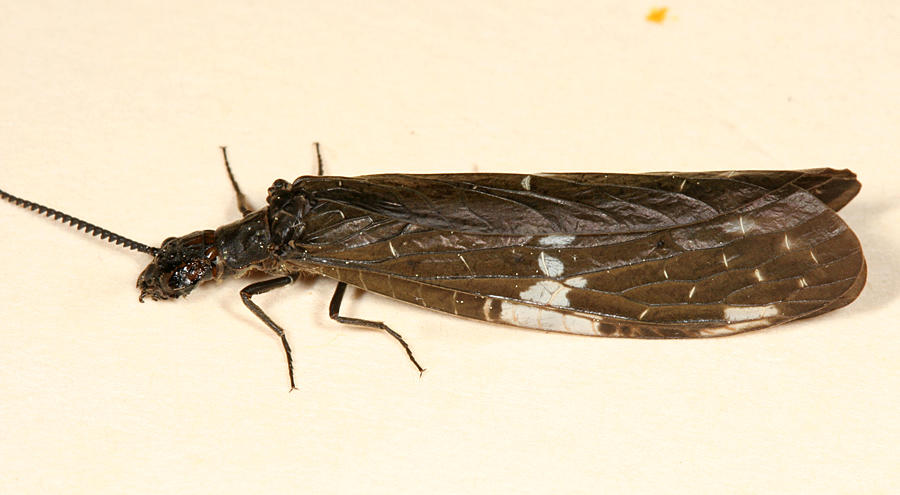  Dark Fishfly - Nigronia serricornis