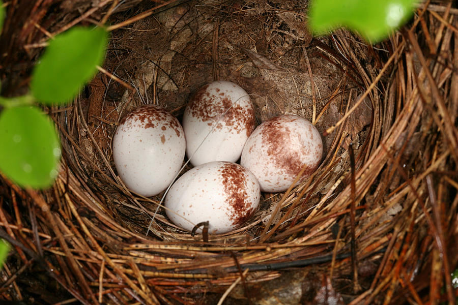Ovenbird  - Seiurus aurocapilla (nest)