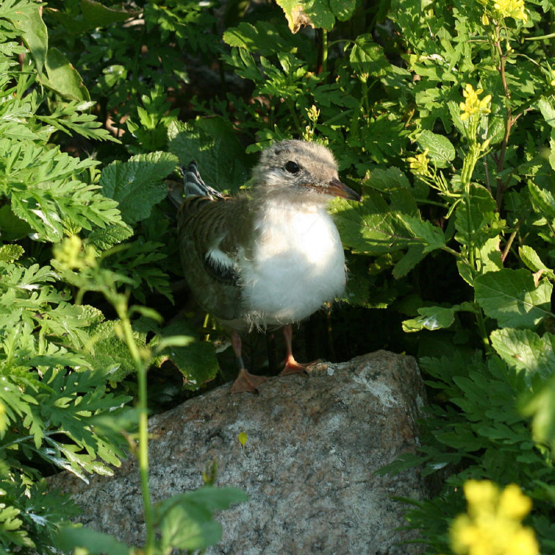 Common Tern - Sterna hirundo  (chick)
