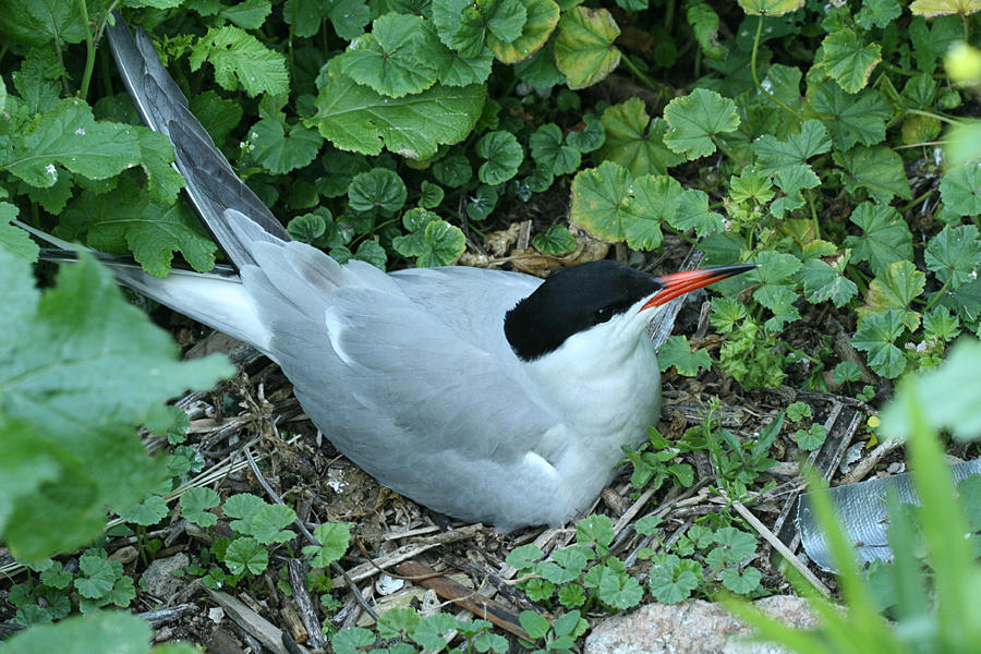 Common Tern - Sterna hirundo  (on a nest)