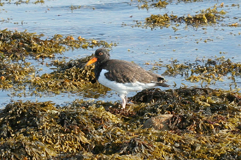 American Oystercatcher - Haematopus palliatus