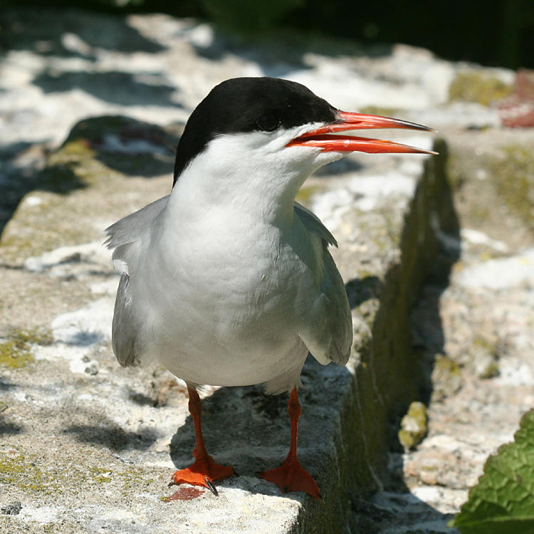 Common Tern - Sterna hirundo