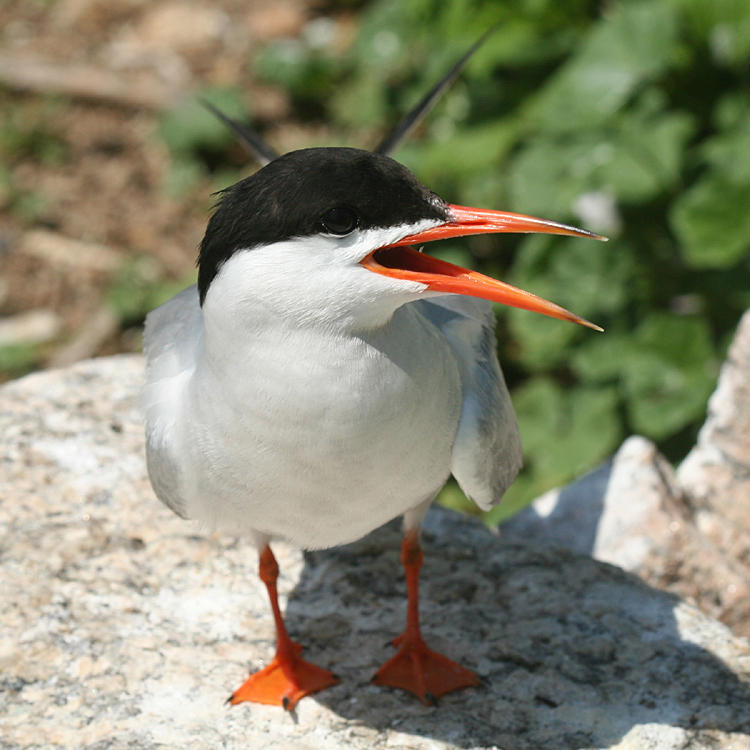 Common Tern - Sterna hirundo