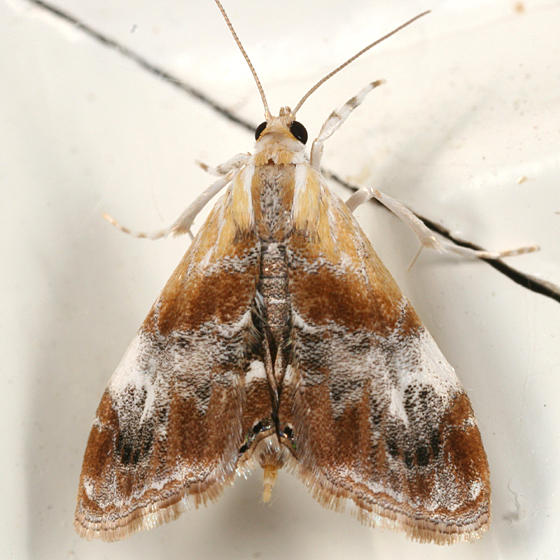 4889 - Julias Dicymolomia Moth - Dicymolomia julianalis