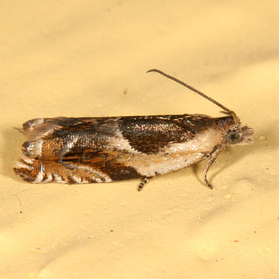 3359 - Black-marked Ancylis - Ancylis metamelana