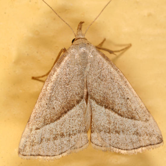 8357 -- Slant-lined Owlet Moth -- Macrochilo absorptalis