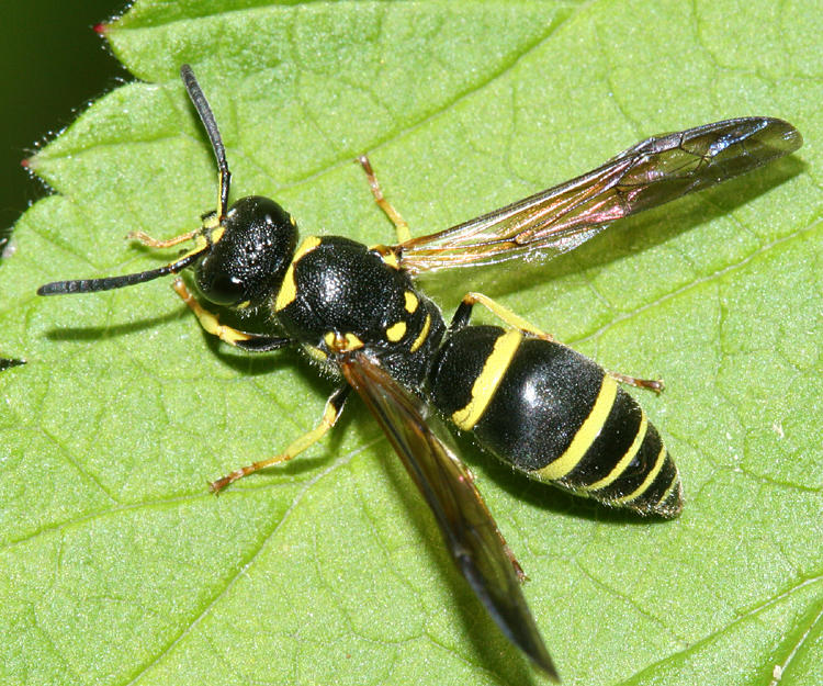 Ancistrocerus adiabatus